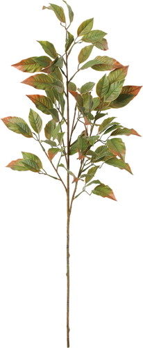 アカバセンニチコウスプレーの画像