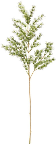 カラードアスパラガススプレーの画像