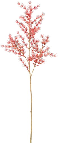 カラードアスパラガススプレーの画像