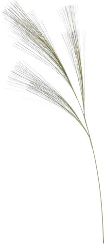 ロングカレックスの画像