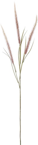 ロングナビアグラスの画像