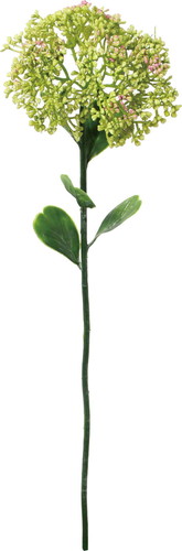 フルブルームセダムの画像