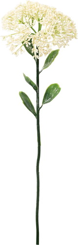 フルブルームセダムの画像