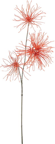 カラーロングアネモネシードの画像