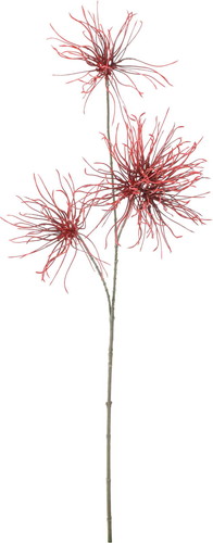 カラーロングアネモネシードの画像