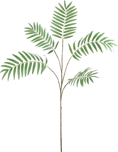 パームリーフスプレーの画像