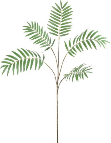 パームリーフスプレーの画像