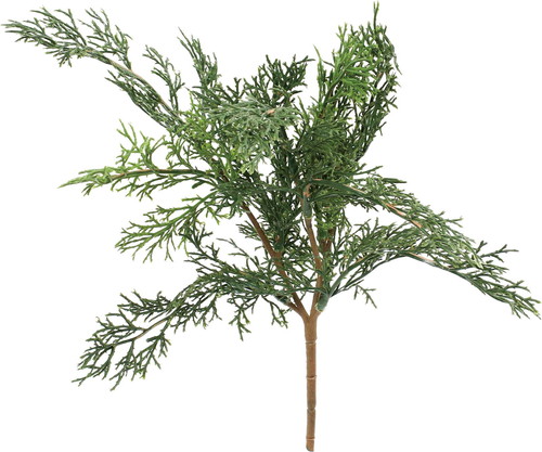 ゴールドクレストブッシュの画像