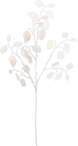 ネージュルナリアスプレーの画像