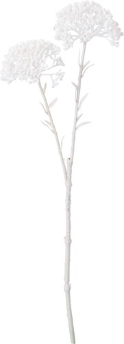 ネージュベリースプレーの画像