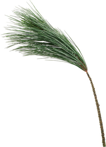 エンレイ大王松の画像