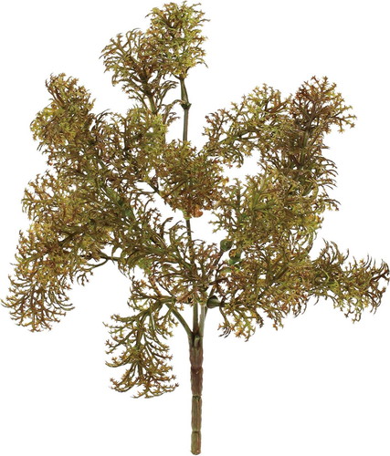 モスブッシュの画像