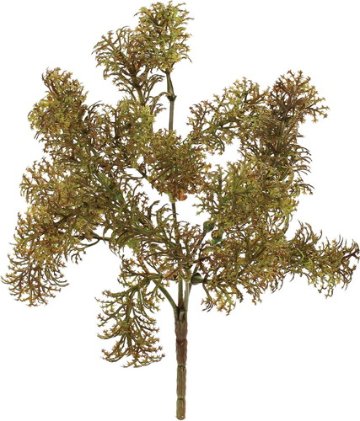 モスブッシュの画像