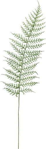 シダリーフの画像