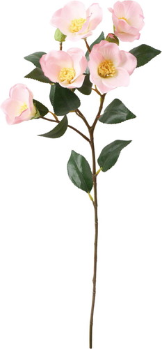 椿スプレーの画像