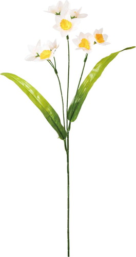 日本水仙の画像