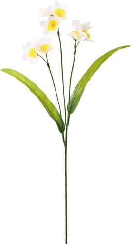 日本水仙の画像