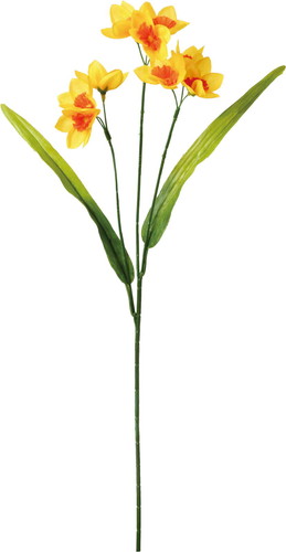 日本水仙の画像