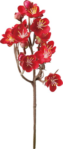 ミニ梅ブランチの画像