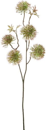 ブラッシュアザミスプレーの画像