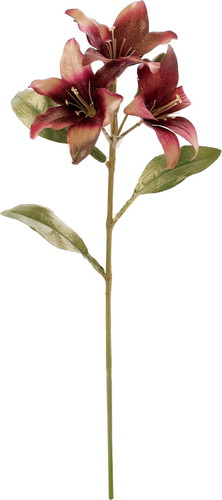 ブラッシュリリーの画像