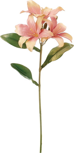 ブラッシュリリーの画像