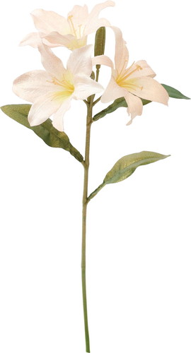 ブラッシュリリーの画像