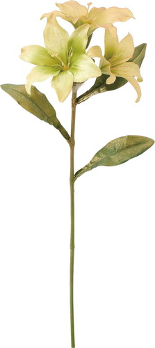 ブラッシュリリーの画像