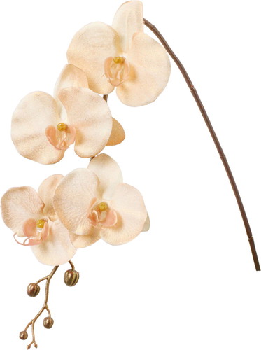 ブラッシュコチョウランの画像