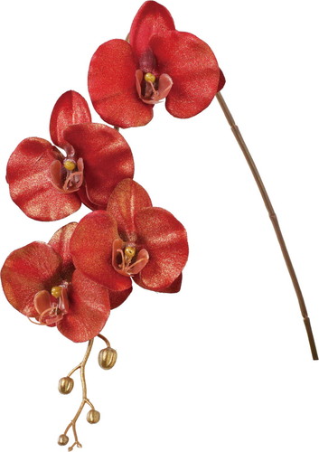 ブラッシュコチョウランの画像