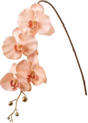 ブラッシュコチョウランの画像