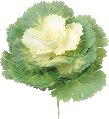 葉牡丹ピックの画像