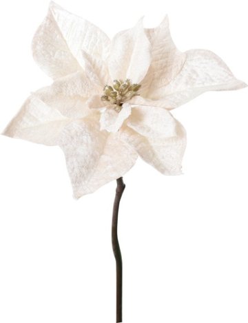 ベルベットポインセチアピックの画像