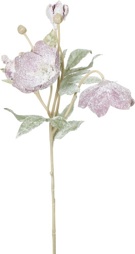 スノークリスマスローズスプレーの画像