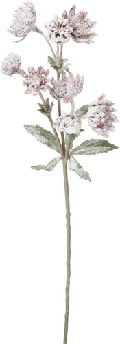 スノーアストランチアスプレーの画像