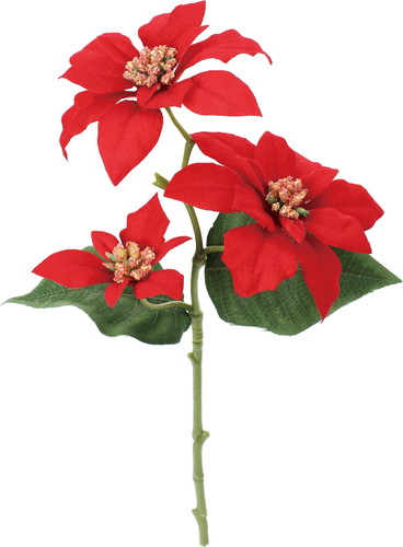 ポインセチア×3の画像