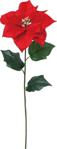 ベルベットシングルポインセチアの画像