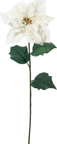 ベルベットシングルポインセチアの画像