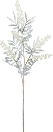 スノーアカシアスプレーの画像