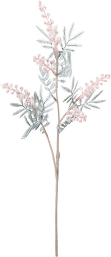 スノーアカシアスプレーの画像