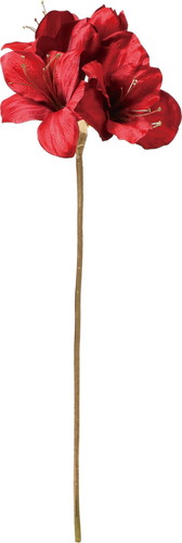 エレガンスアマリリスの画像