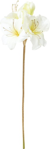 エレガンスアマリリスの画像