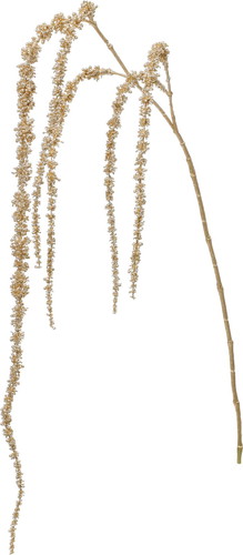 エレガンスアマランサスの画像