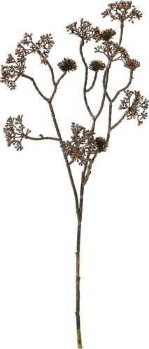 ブリリアントクラスターベリースプレーの画像