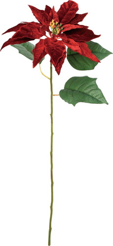 ポインセチアシングルの画像