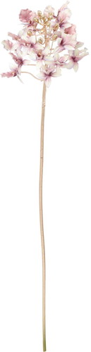 エレガンスデンドロビウムの画像