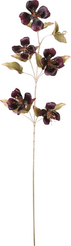 エレガンスケイパーフラワースプレーの画像