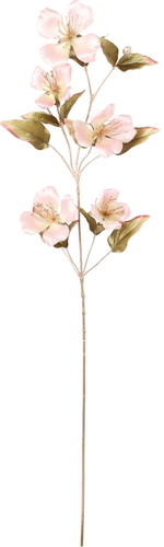 エレガンスケイパーフラワースプレーの画像