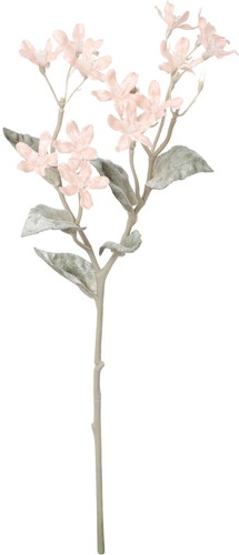 スノーブルースタースプレーの画像