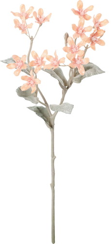 スノーブルースタースプレーの画像